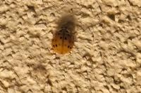 Harmonia axyridis