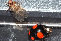 Harmonia axyridis