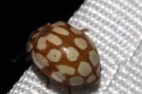 Sospita vigintiguttata