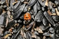 Harmonia axyridis