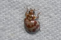 Myrrha octodecimguttata