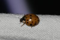 Harmonia axyridis