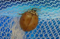 Harmonia axyridis