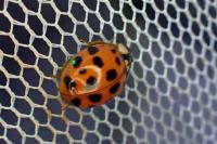 Harmonia axyridis