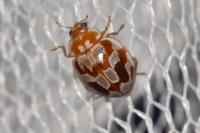 Myrrha octodecimguttata