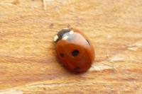 Coccinella septempunctata