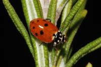 Hippodamia variegata