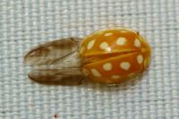 Halyzia sedecimguttata