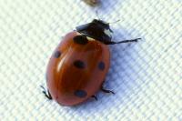 Coccinella septempunctata