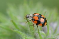 Adalia decempunctata