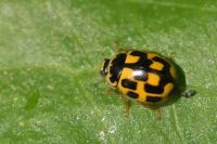 Propylea quatuordecimpunctata