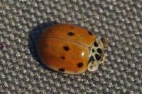 Adalia decempunctata