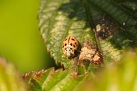 Oenopia conglobata