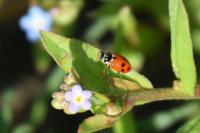 Hippodamia variegata