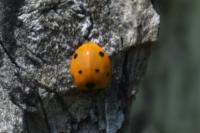 Coccinella septempunctata