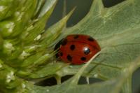 Coccinella undecimpunctata