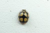 Adalia decempunctata