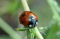 Coccinella septempunctata