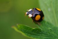 Harmonia axyridis
