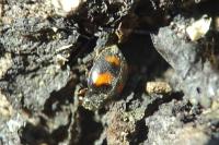 Nephus quadrimaculatus