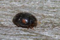 Scymnus