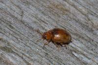 Rhyzobius litura