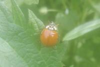 Harmonia axyridis