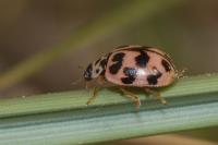 Oenopia conglobata