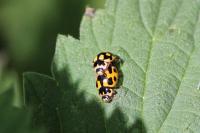 Propylea quatuordecimpunctata