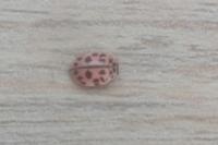 Oenopia conglobata