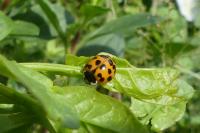 Harmonia axyridis