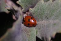 Hippodamia variegata