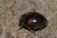 Scymnus schmidti