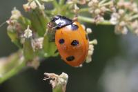 Coccinella septempunctata