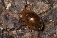 Rhyzobius litura