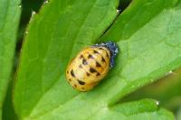Harmonia axyridis