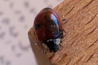 Adalia bipunctata
