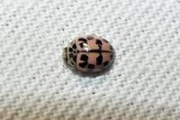 Oenopia conglobata