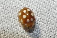 Vibidia duodecimguttata