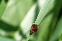 Subcoccinella vigintiquatuorpunctata