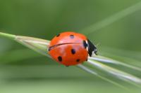 Coccinella septempunctata