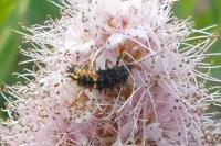 Harmonia axyridis