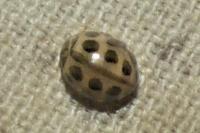 Tytthaspis sedecimpunctata