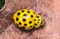 Psyllobora vigintiduopunctata