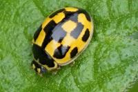 Propylea quatuordecimpunctata
