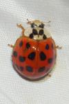 Harmonia axyridis