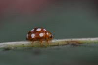 Vibidia duodecimguttata