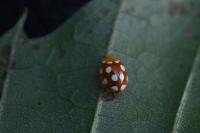 Vibidia duodecimguttata