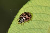 Oenopia conglobata