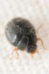 Scymnus rubromaculatus